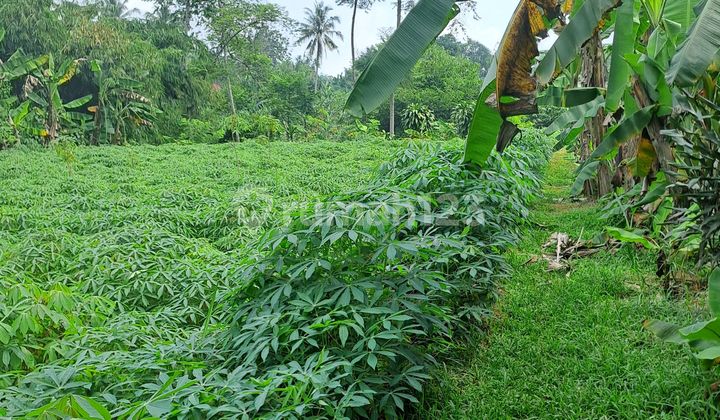 Di Jual Tanah Di Kemang Bogor