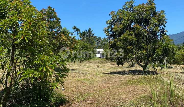 Di Jual Kebun Alpukat Sukabumi