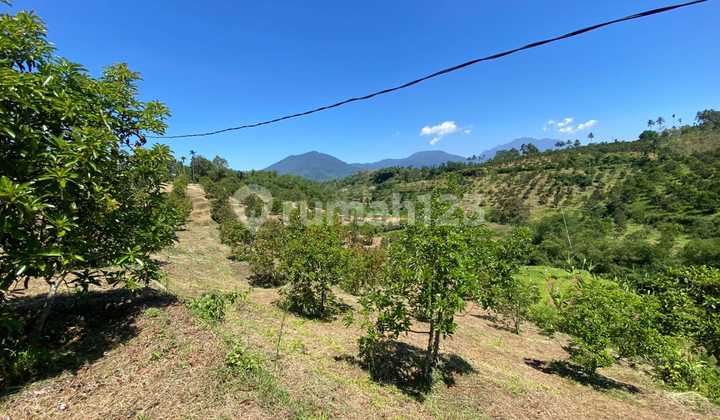Di Jual Kebun Alpukat Sukabumi