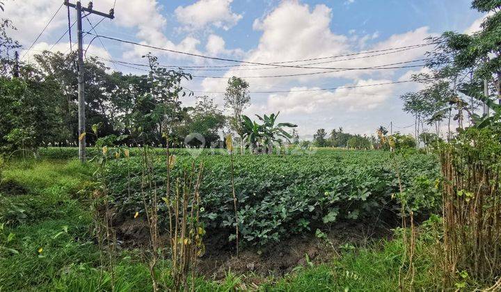 Dijual Sebidang Tanah Pinggir Jalan di Jember 1