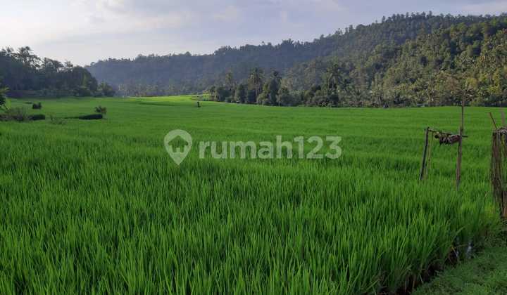 Tanah Sawah Masih Produktif