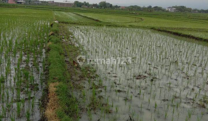 Tanah Subur 1147m2 Masaran Sragen, Jawa Tengah  2