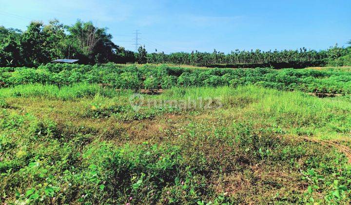 Dijual Tanah Subur 740m2 Hanya 60 Juta Sragen  2