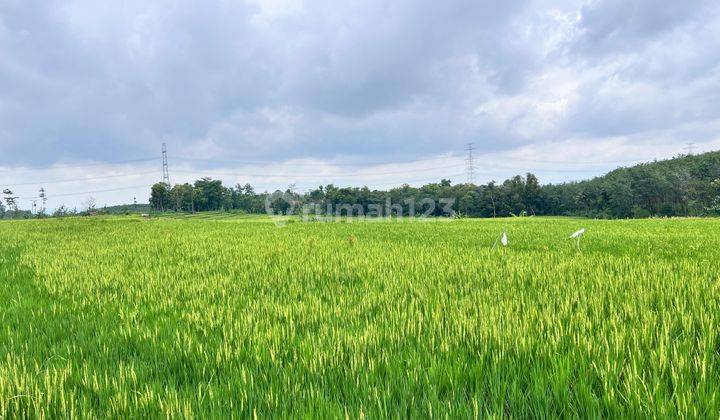 Tanah Datar Subur 2400m2 Utara Kecamatan Kerjo 1