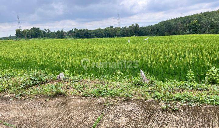 Tanah Datar Subur 2400m2 Utara Kecamatan Kerjo 1