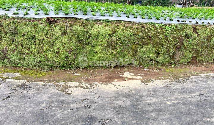 Tanah Datar View Pohon Pinus Kemuning Karanganyar  2