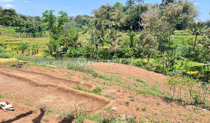 Tanah Subur Bisa Panen 3x Setahun Karangpandan, Karanganyar  1