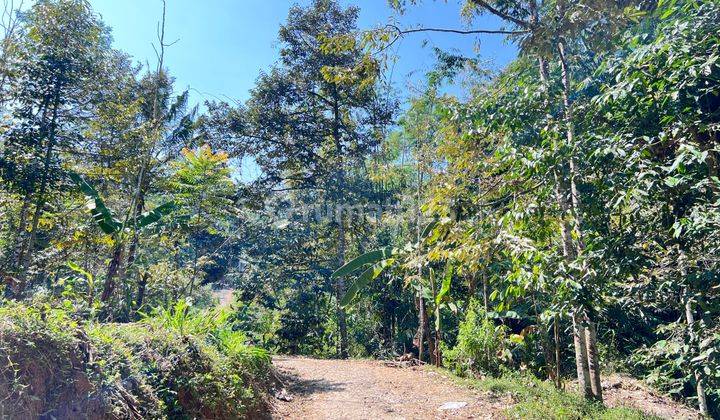 Kebun Durian Siap Panen Kota Wisata Kemuning Karanganyar  2