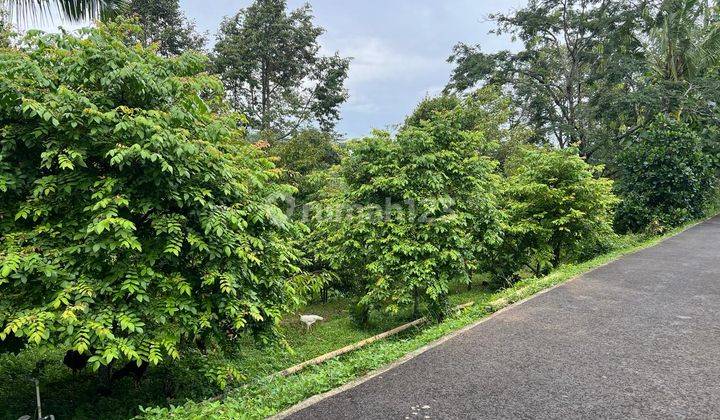 Tanah Kebun Durian 1609m² Ngargoyoso Karanganyar  2