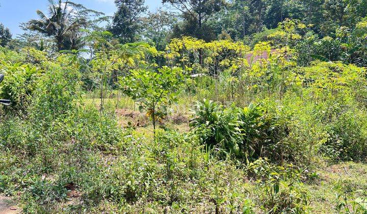 Tanah View Hamparan Kebun Teh 300 Juta Kawasan Kemuning  2