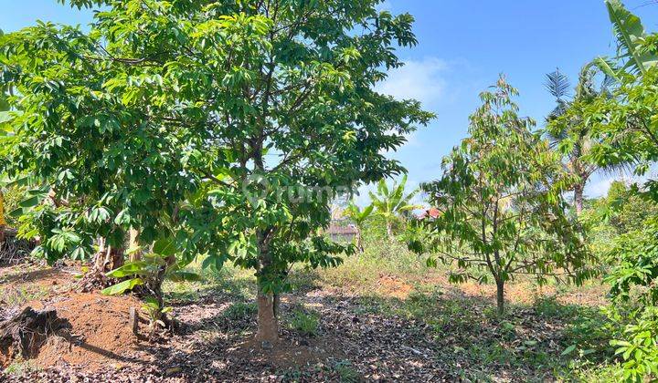 Kebun Durian 4131m Siap Panen Ngargoyoso, Karanganyar  1