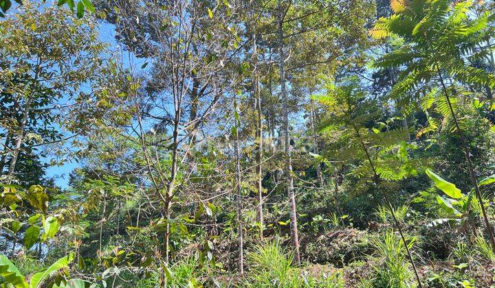 Kebun Durian Siap Panen Kota Wisata Kemuning Karanganyar  1