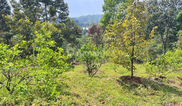 Kebun Durian Siap Buah 5190m2 Kota Wisata Kemuning Karanganyar  1