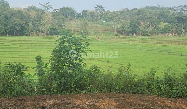 Tanah View Hamparan Sawah 250 Jt Mojogedang  1