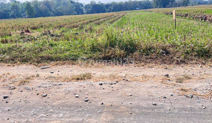 Tanah Subur Bisa Panen 3x Setahun Kedawung Sragen  2