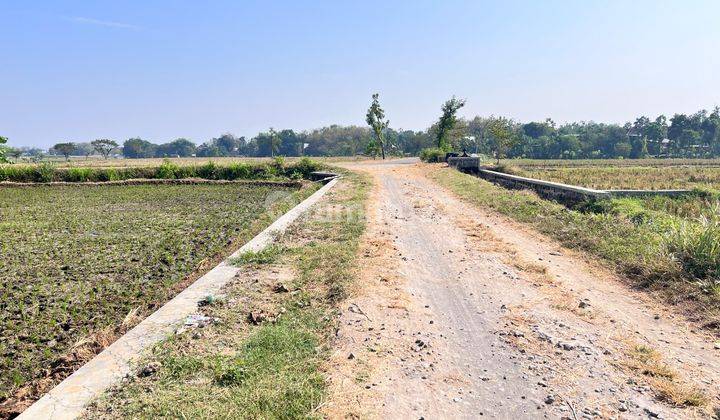 Tanah Subur Bisa Panen 3x Setahun Kedawung Sragen  1