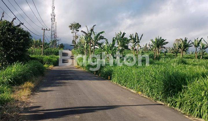 Tanah 300 m dari Greenfields kerjasama dengan Greenfields untuk setor rumput pakan ternak 1