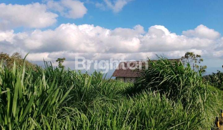 Tanah 300 m dari Greenfields kerjasama dengan Greenfields untuk setor rumput pakan ternak 2