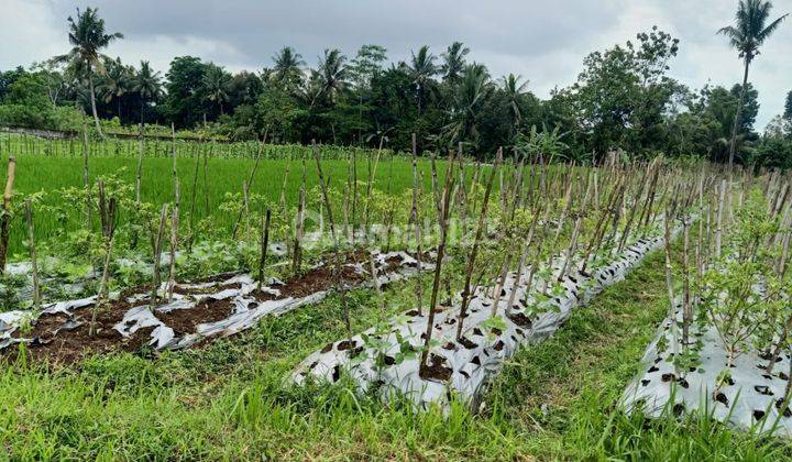 Jual Tanah Luas Di Jabung Dekat Obelix Village. 1