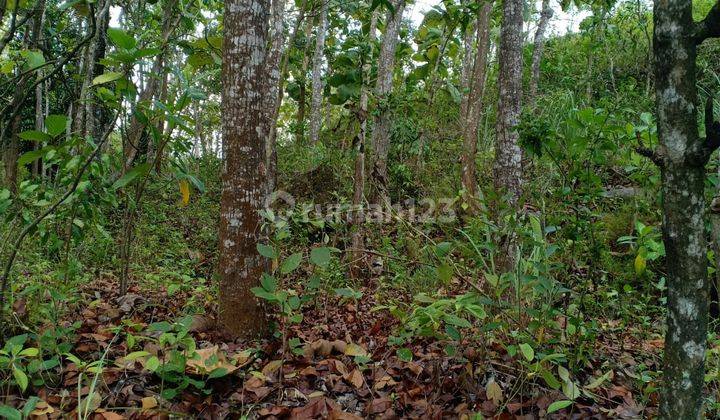 Tanah Luas 12.320 Meter Persegi Lokasi Gunung Krambil Ponjong Gunung Kidul 2