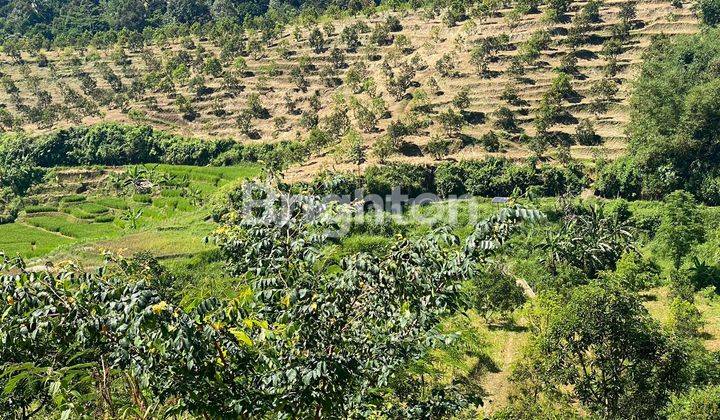 Tanah Kebun Alpukat Hampir Panen 1