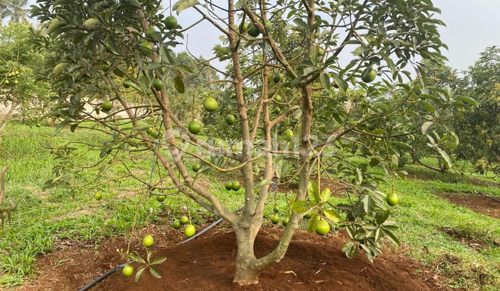 Tanah Kebun Alpukat Sudah Berbuah Dan Rutin Panen Tanah Kebun Alpukat Sudah Berbuah Dan Rutin Panen