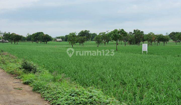 Dijual Cepat Tahan 2.2 Hektar Di Majalengka Dekat Bandara Kertajati Jawa Barat 1