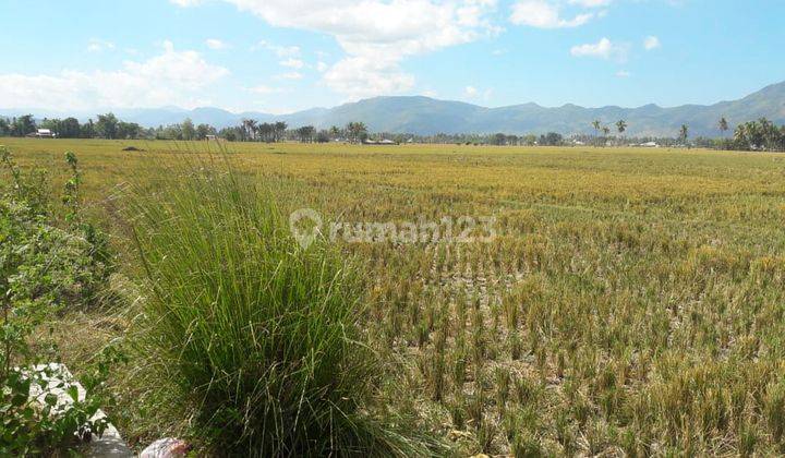 Tanah Sawah Produktif Di Kota Gorontalo 1