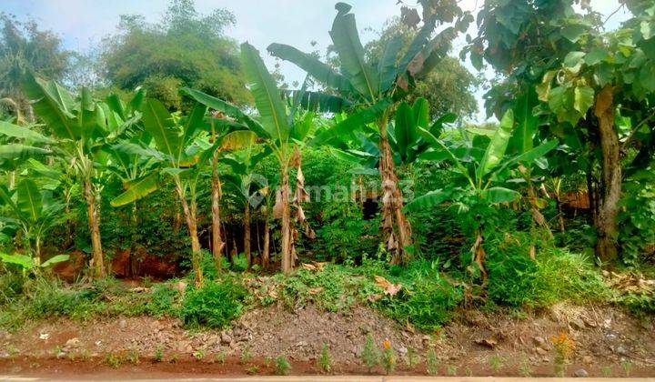 Tanah Kebun Dan Sawah Bonus Tanaman Jati , Durian , Pisang di Daerah Cianjur Jawa Barat.