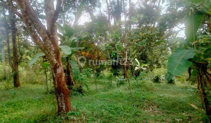 Tanah Kebun Dan Sawah Bonus Tanaman Jati , Durian , Pisang di Daerah Cianjur Jawa Barat. 2