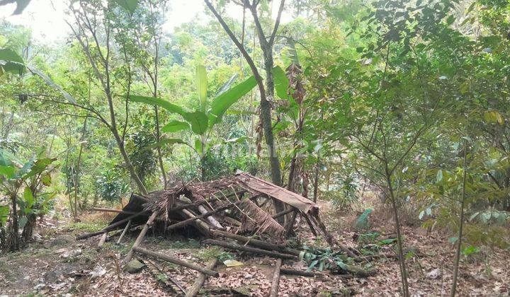 Rumah Villa + Kebun buah2an  di  Leuwiliang BOGOR  jual cepat 2