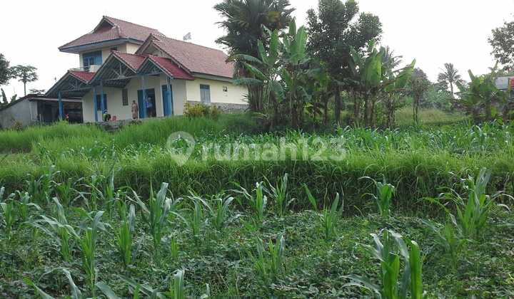 Land Area 1.1 Ha in Cibungbulang, Bogor, West Java