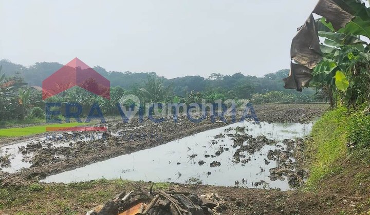 Tanah Luas Di Jln Raya Propinsi Dekat Exit Tol Dan Kebun Raya Purwodadi 