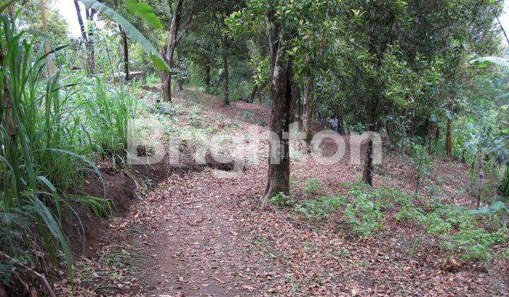 TURUN HARGA.... TANAH KEBUN CENGKEH NAN HIJAU DI TAJUN 1