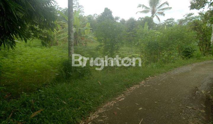 Lahan kebun duren di Mekarsari, Tabanan 1