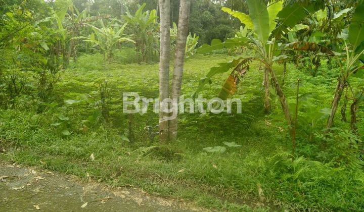 Lahan kebun duren di Mekarsari, Tabanan 2