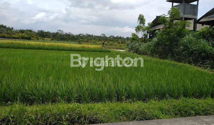 tanah 600 jt dapat 10 are, Lahan bekas sawah di Kesiut , Kerambitan - Tabanan 2