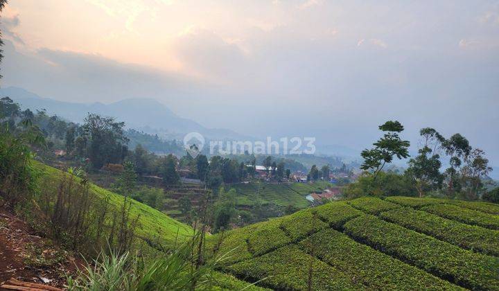 Tanah Tenjolaya Ciwidey Bandung 2