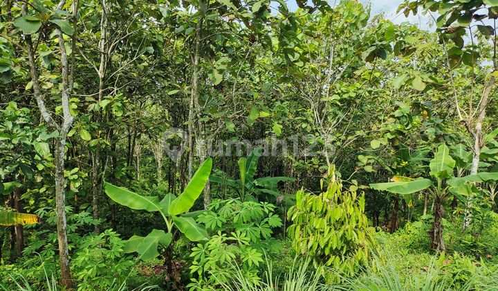 (Tn050) Dijual Tanah Luas di Sajira Cocok untuk Ternak & Kebun