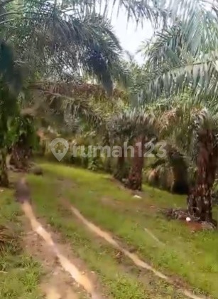 (JKTC1034) Dijual Tanah/Lahan 25Ha Lokasi Panimbangan, Pandeglang