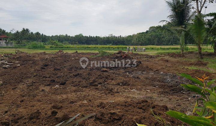 Tanah View Sawah di Temon Jogja, Siap Transaksi Notaris 2