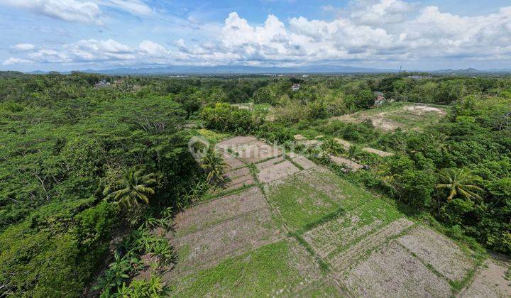 Tanah SHM di Sedayu Jogja Cocok Villa resto perumahan 1