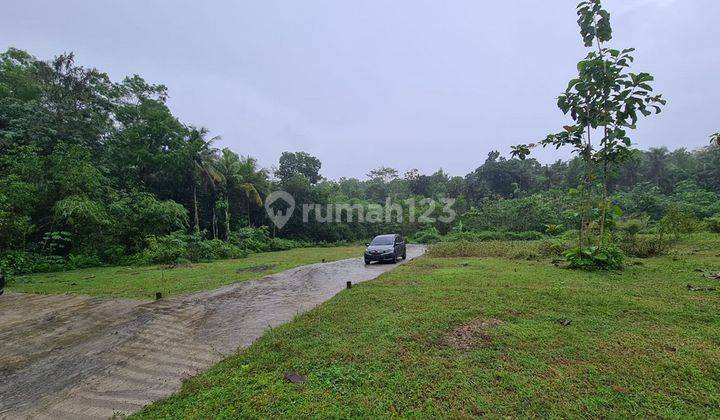 Tanah Murah di Kulon Progo, 6 Menit Jl Wates, Siap Ajb SHM P 1