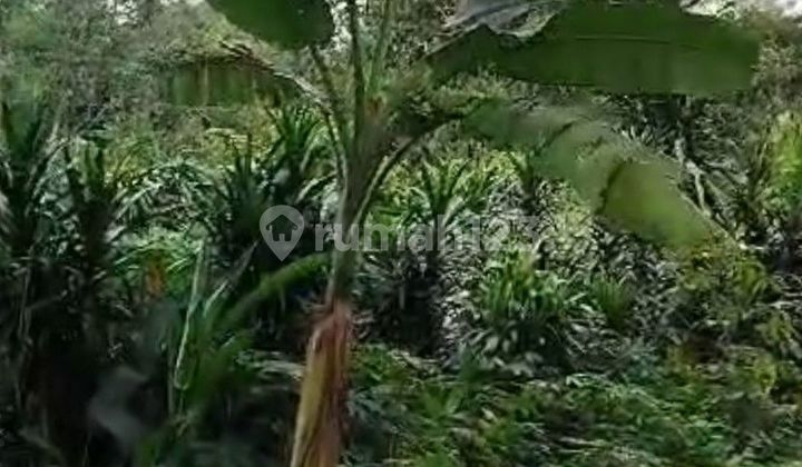 Dijual Tanah Murah Jalan Intan Gn Sindur. Nego