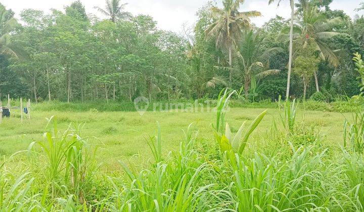 Dijual Tanah Area Ubud Cocok Buat Villa Investasi 2