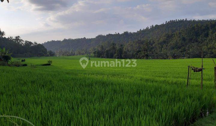 Tanah Bususng Biu ,buleleng,singaraja  2