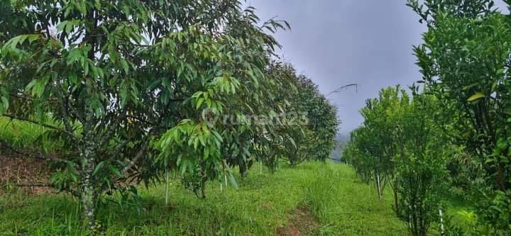 Tanah di Area Gegerbitung Sukabumi, Sukabumi SHM 4,3 ha 1