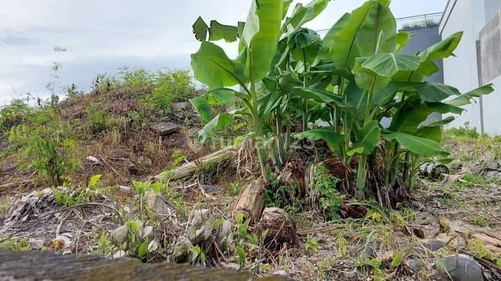 Tanah  berawa canggu 1