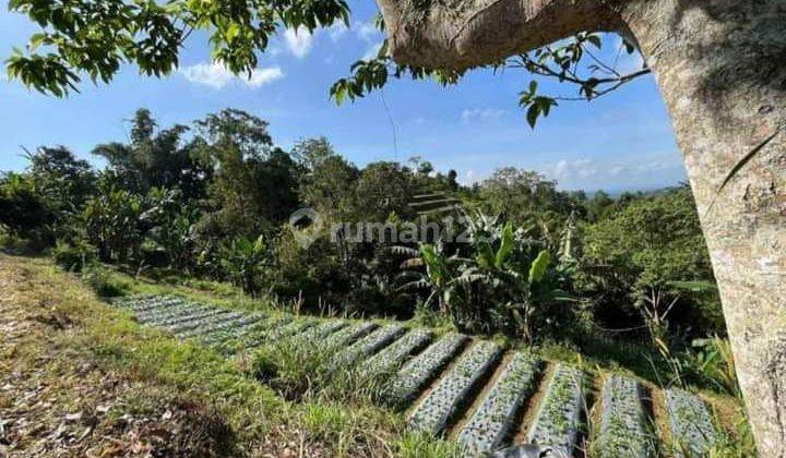 Bedugul Baturiti Tabanan garden land 2