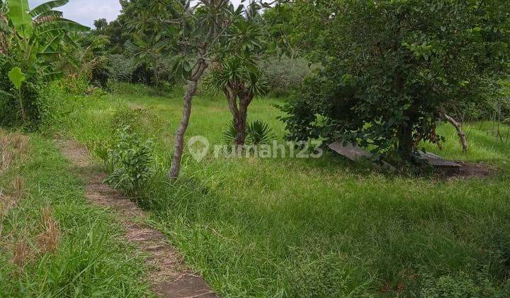 Land with view of rice fields in Ubud, Bali 1